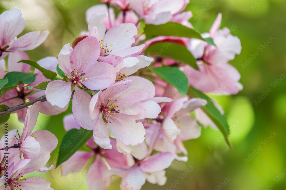 Fresh pink flowers of a blossoming apple tree with blured background Fresh pink flowers of a blossoming apple tree with blured background
