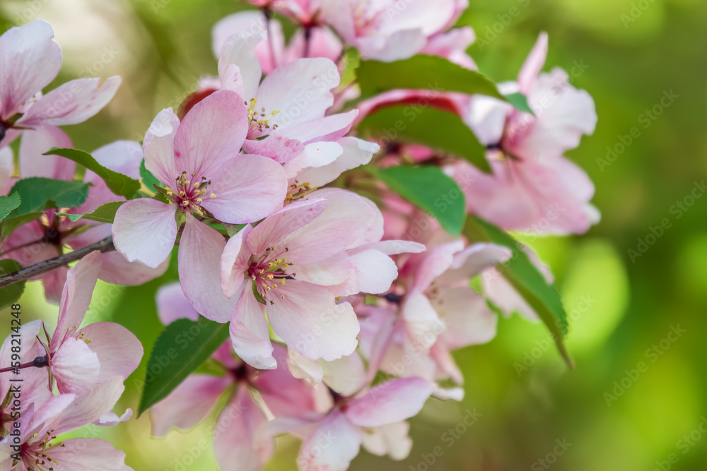 Fresh pink flowers of a blossoming apple tree with blured background