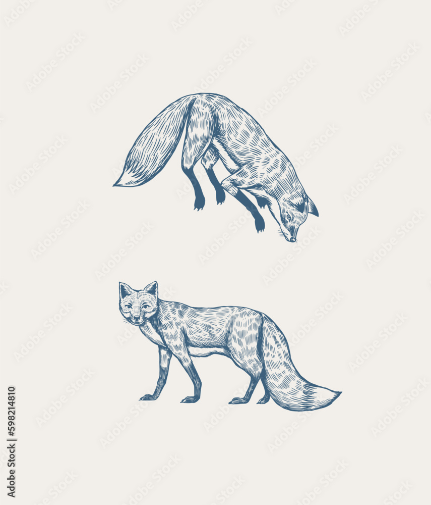 Fototapeta premium Wild red fox set. Forest ginger animal flying and jumping. Vector Engraved hand drawn Vintage sketch for label or poster. Generative AI