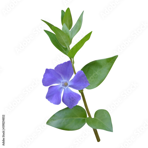 Vinca major, bigleaf periwinkle isolated transparent