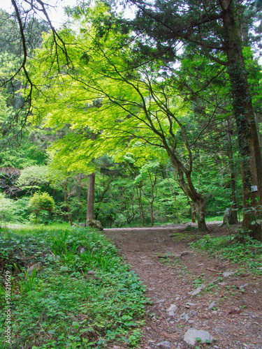 高尾山いろはの森コースの光景