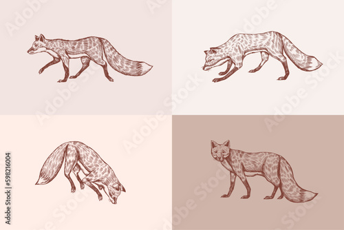 Wild red fox set. Forest ginger animal flying and jumping. Vector Engraved hand drawn Vintage sketch for label or poster. Generative AI