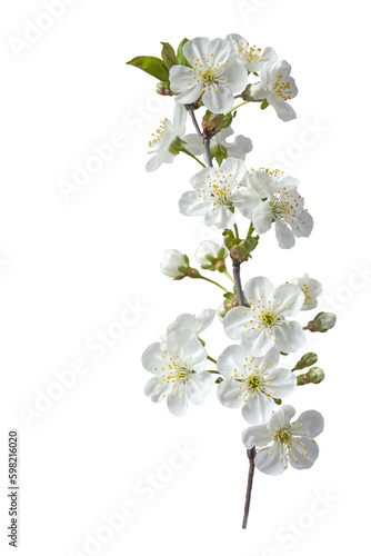 Branch with white flowers . Spring flowering of fruit trees. Delicate white flowers. Isolate on white
