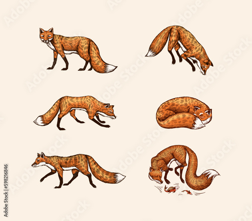 Wild red fox set. Forest ginger animal flying and jumping. Vector Engraved hand drawn Vintage sketch for label or poster. Generative AI