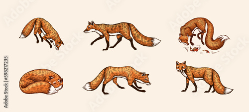 Wild red fox set. Forest ginger animal flying and jumping. Vector Engraved hand drawn Vintage sketch for label or poster. Generative AI