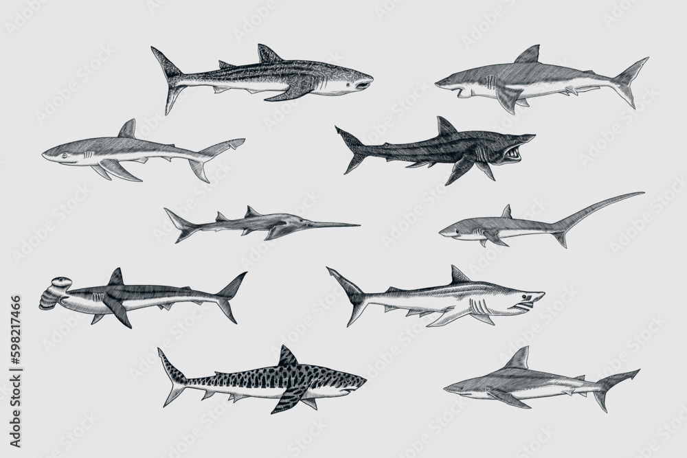 Sharks set.Great white shark, Sixgill sawshark. Basking Sand Tiger Hammerhead Thresher Atlantic Bull Mackerel Whale Blue sharks. Marine fish. Sea life. Hand drawn vintage sketch for logo Generative AI Sharks set.Great white shark, Sixgill sawshark. Basking Sand Tiger Hammerhead Thresher Atlantic Bull Mackerel Whale Blue sharks. Marine fish. Sea life. Hand drawn vintage sketch for logo Generative AI