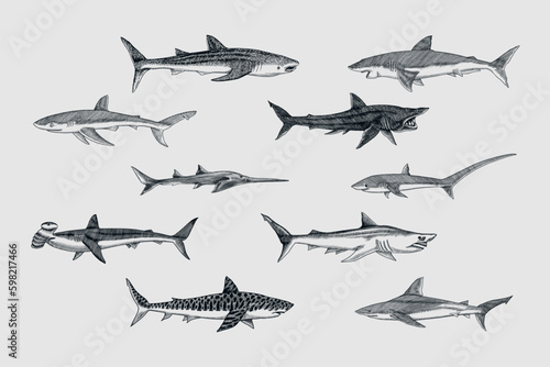 Sharks set.Great white shark, Sixgill sawshark. Basking Sand Tiger Hammerhead Thresher Atlantic Bull Mackerel Whale Blue sharks. Marine fish. Sea life. Hand drawn vintage sketch for logo Generative AI