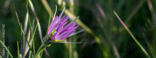 Fototapeta Naklejka Na Ścianę i Meble -  Closeup of purple flower. It opens his petals on sun. Aster amellus in a garden