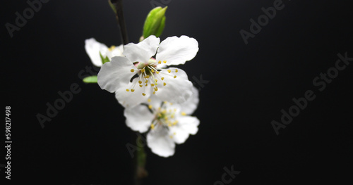 Macro Shot Of Inflorescence Of Cherry Tree Flowers Isolated On Black 