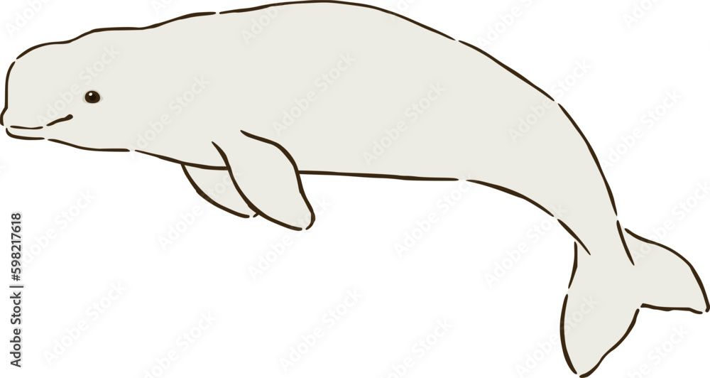 Obraz premium シロイルカ（ベルーガ）