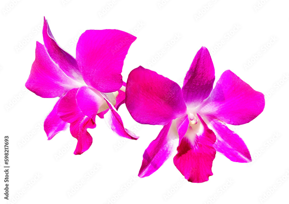 Obraz premium Violet orchid blooming isolated on transparent background with clipping path. Beauty in nature, Tropical plant, purple flora, Bouquet of floral, png transparency 