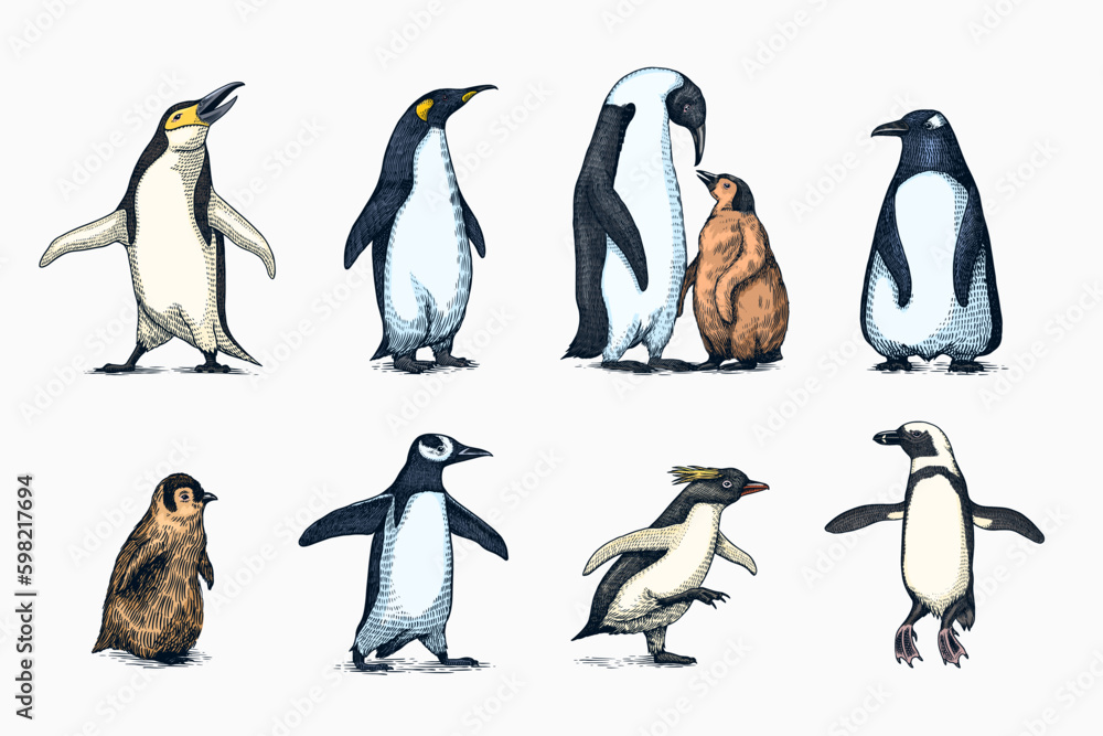 Emperor penguin and cute baby. Adult with juveniles. Small family set