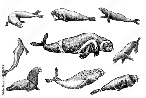Fur seal, steller sea lion and walrus, ribbon and elephant, earless and harbor seal. Marine creatures, nautical animal or pinnipeds. Vintage retro signs. Doodle style. Hand drawn Generative AI
