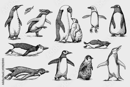 Emperor penguin and cute baby. Adult with juveniles. Small family set. Vector graphics black and white drawing. Hand drawn sketch. Group of aquatic flightless birds. African and Gentoo Generative AI