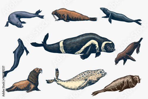 Fur seal, steller sea lion and walrus, ribbon and elephant, earless and harbor seal. Marine creatures, nautical animal or pinnipeds. Vintage retro signs. Doodle style. Hand drawn Generative AI