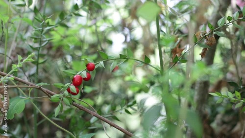 Close up of Ruscus aculeatus known as a butcher with red berries or pungitopo. photo