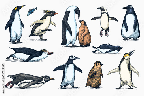 Emperor penguin and cute baby. Adult with juveniles. Small family set. Vector graphics black and white drawing. Hand drawn sketch. Group of aquatic flightless birds. African and Gentoo Generative AI