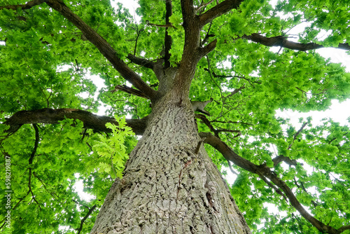 Oak tree perspective trunk branches leaf panorama detail nature natural