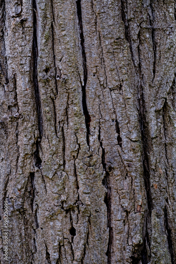Bark of tree. Bark pattern is seamless texture from tree. For background wood work, Bark of brown hardwood. Nature, trunk, tree, bark, hardwood, trunk, tree. Bark of tree. Bark pattern is seamless texture from tree. For background wood work, Bark of brown hardwood. Nature, trunk, tree, bark, hardwood, trunk, tree.
