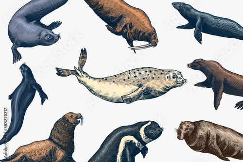 Fur seal, steller sea lion and walrus, ribbon and elephant, earless and harbor seal. Marine creatures, nautical animal or pinnipeds. Vintage retro signs. Doodle style. Hand drawn Generative AI