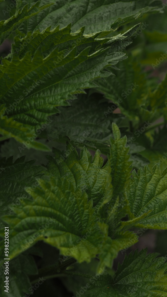 Photo of young nettles in the garden in spring, flowering.