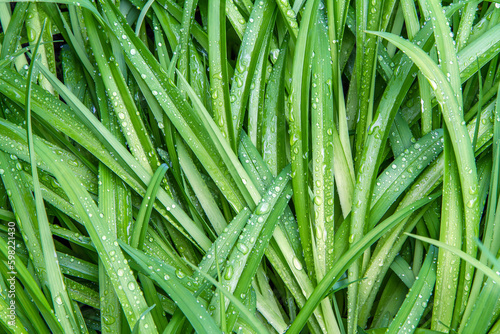 Wet grass. Leaves of plants with raindrops. The texture of the grass.