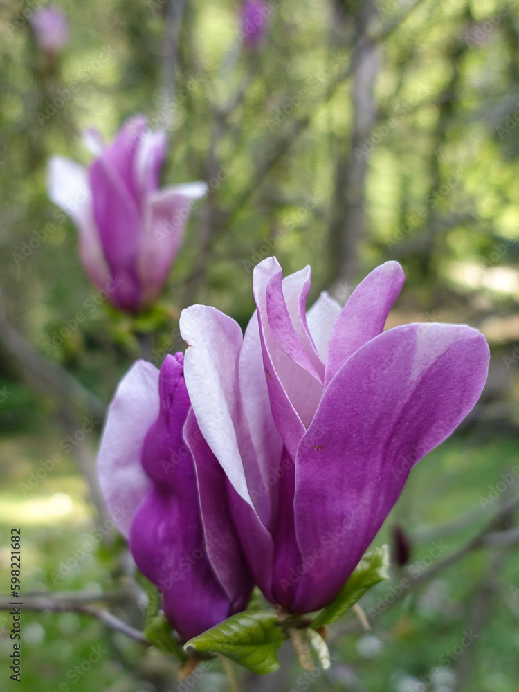 Magnolia flowers on a tree in the garden in the morning
