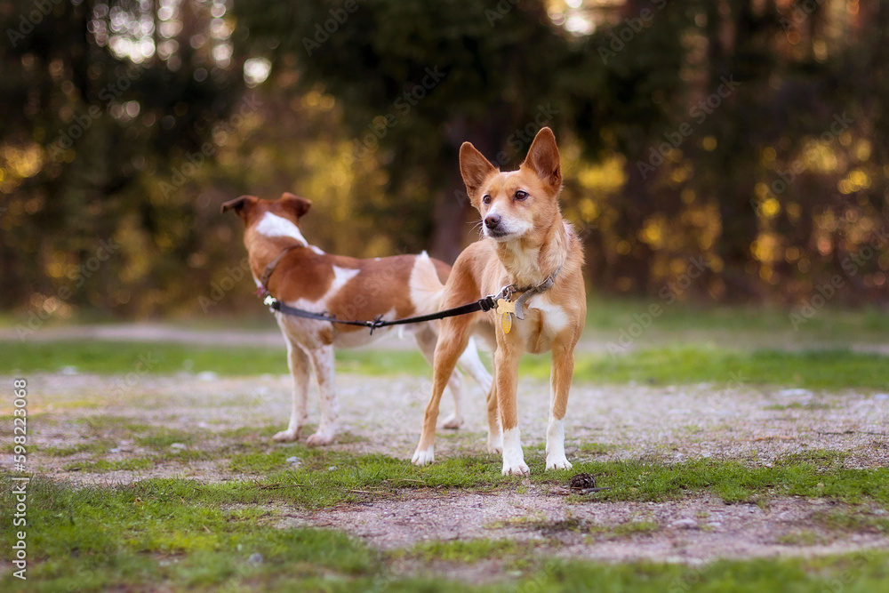 red-haired mongrel small dogs on one leash red-haired mongrel small dogs on one leash