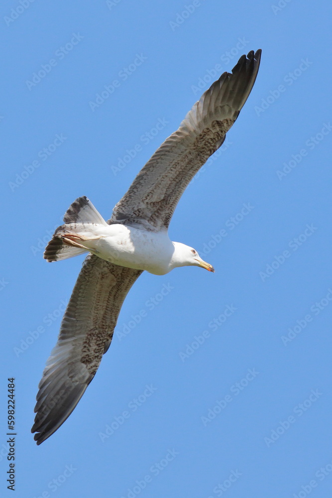 volo volo