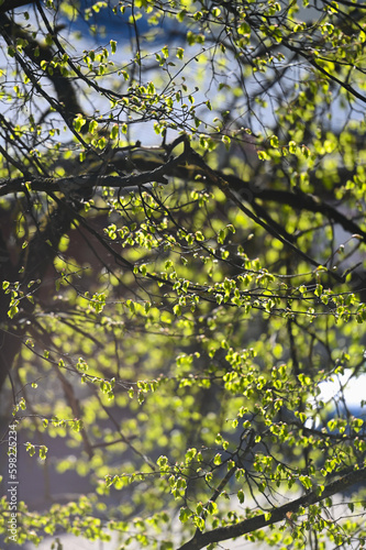 Fresh young green leaves on a branch in the spring forest. Spring  spring awakening of nature.