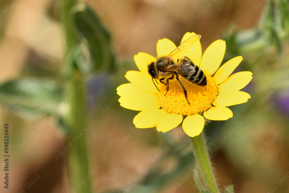abeja melífera libando en una flor amarilla (Apis mellifera) abeja melífera libando en una flor amarilla (Apis mellifera)