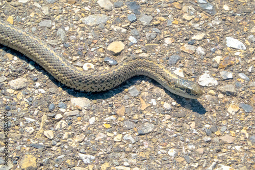 Side view of a western terrestrial garter snake Thamnophis elegans a western North American species of colubrid snake.