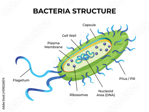 Bacteria structure vector illustration with bacteria parts text isolated on white landscape horizontal background template. Medical and biology educational drawing with cartoon simple flat style.
