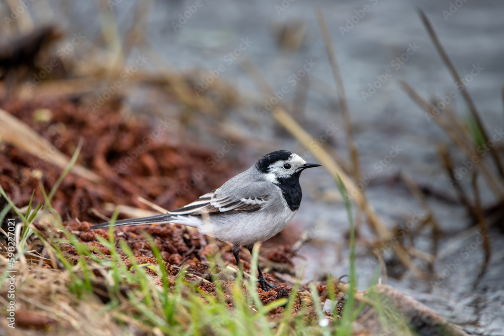 Fototapeta premium white wagtail