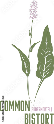 Common Bistort plant in vector silhouette. Polygonum bistorta medicinal herb outline. Set of vector image of Bistorte flowers in color for medicine and botany. Adderwortel in contour and color