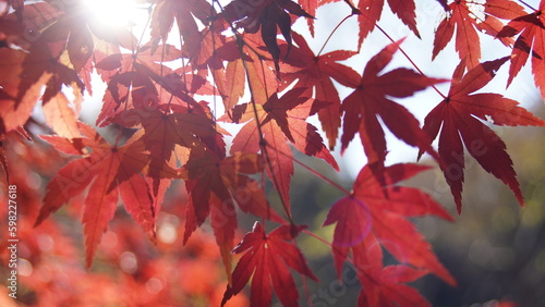 red leaves in autumn