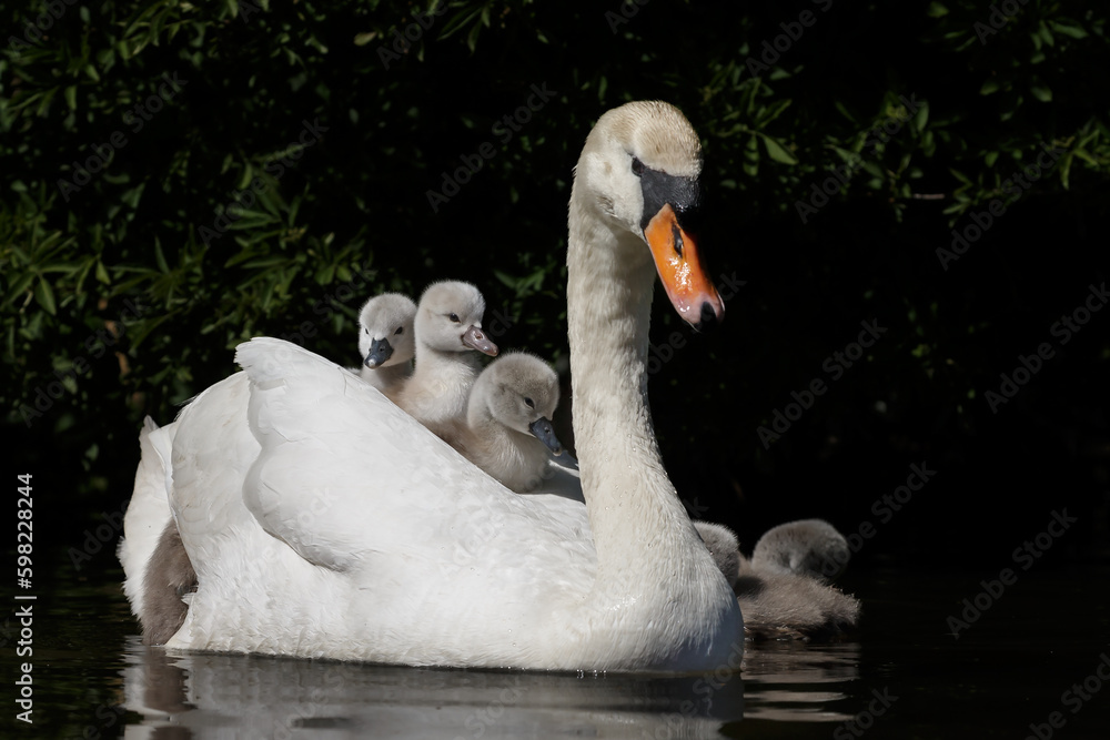 Obraz premium The mute swan (Cygnus olor) is a species of swan and a member of the waterfowl family Anatidae. 