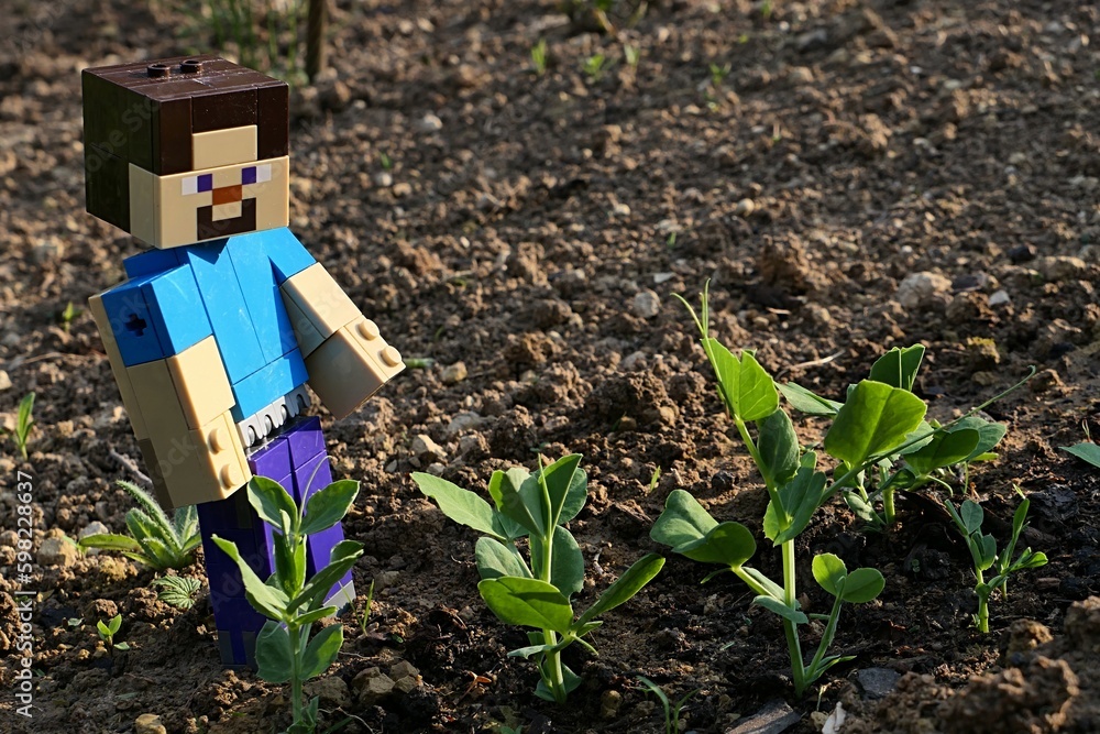 Fototapeta premium LEGO Minecraft large figure of main character Steve is checking spring pea (pisum sativum) sprouts in freshly cultivated garden bed, late afternoon sunshine.