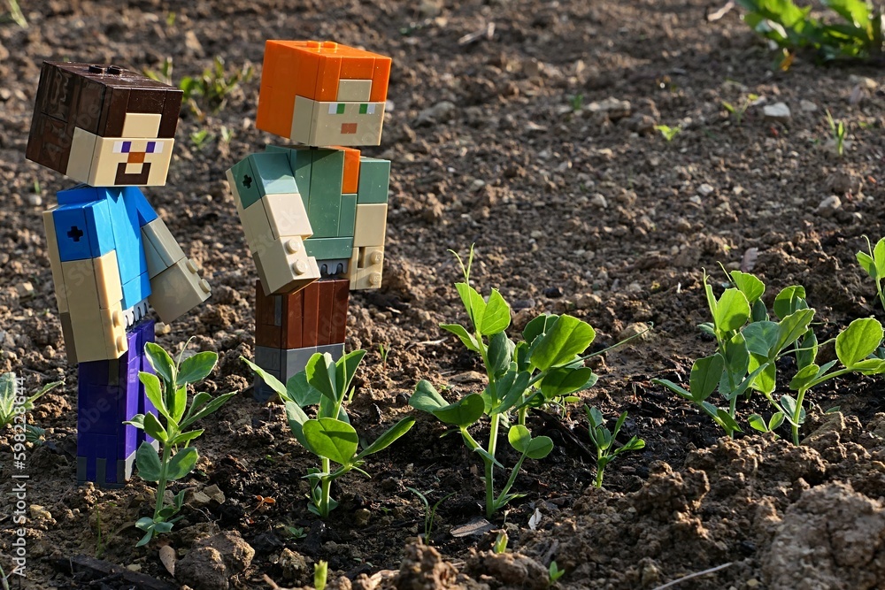 Fototapeta premium LEGO Minecraft figures of Steve and Alex standing next to fresh spring sprouts of pea plants, latin name Pisum Sativum in cultivated garden, afternooon sunshine