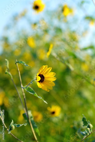 sunflower in the summer sun