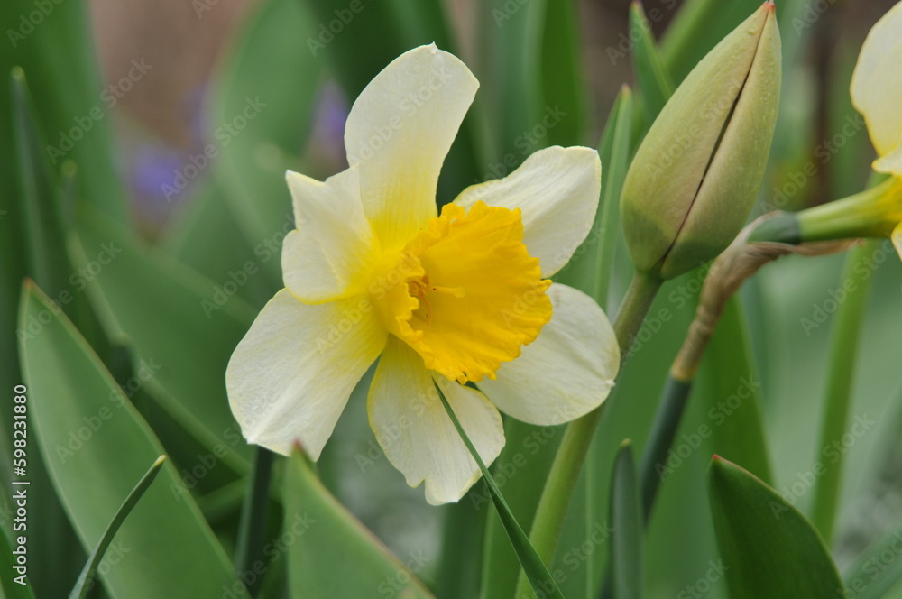 Narcissus in the green