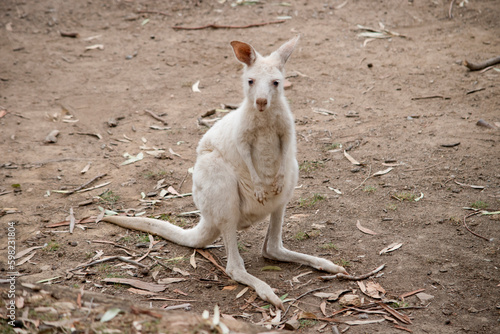 Fototapeta Naklejka Na Ścianę i Meble -  the albino kangaroo is looking for food