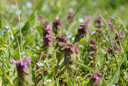 Group of red dead nettles (Lamium purpureum) between some speedwell and other weed. © Amalia Gruber