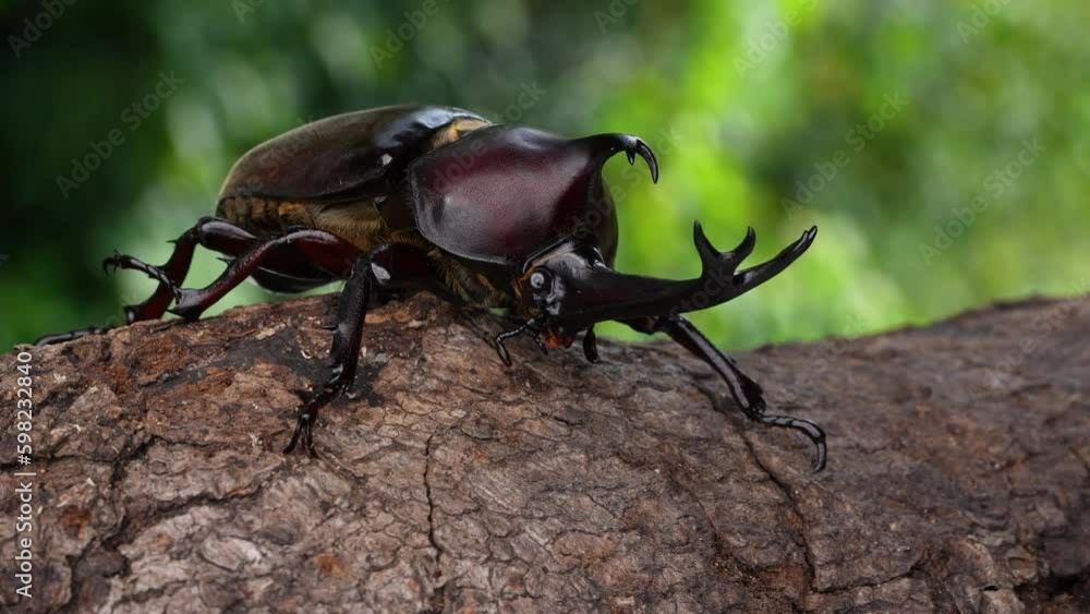 カブトムシ(オス)をカメラを動かしながら撮影した4K動画
カブトムシ(オス)をカメラを動かしながら撮影した4K動画
