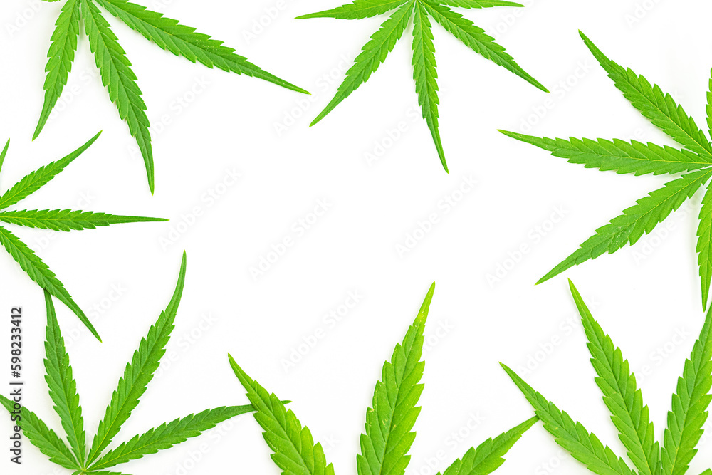 Beautiful Marijuana green leaf. green cannabis leaves isolated on white background.