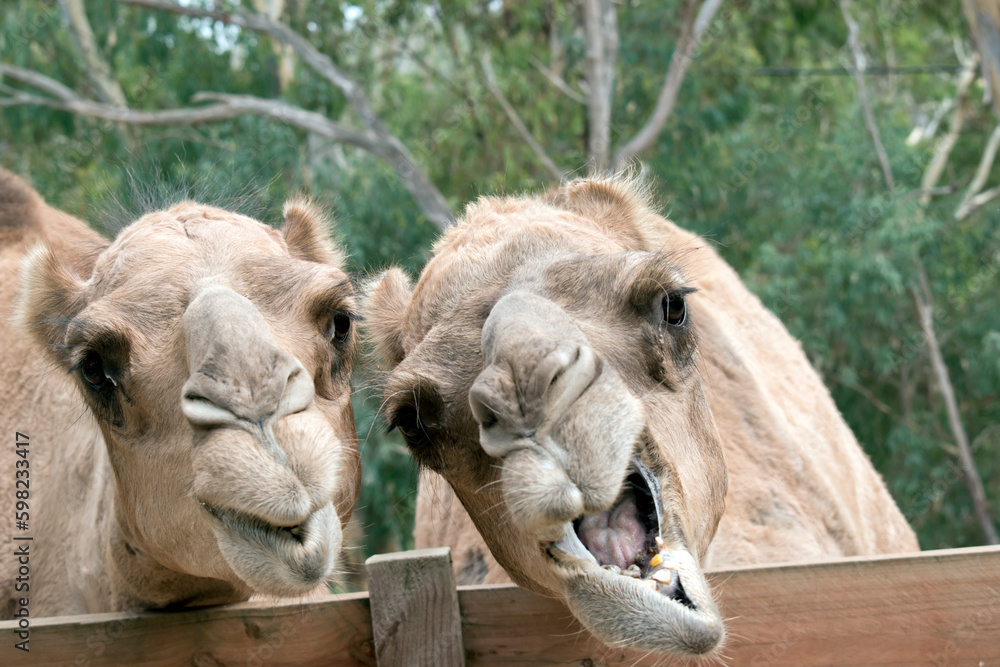 the two camels are standing by a fence