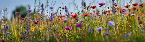 Illustration of a flower meadow in spring.