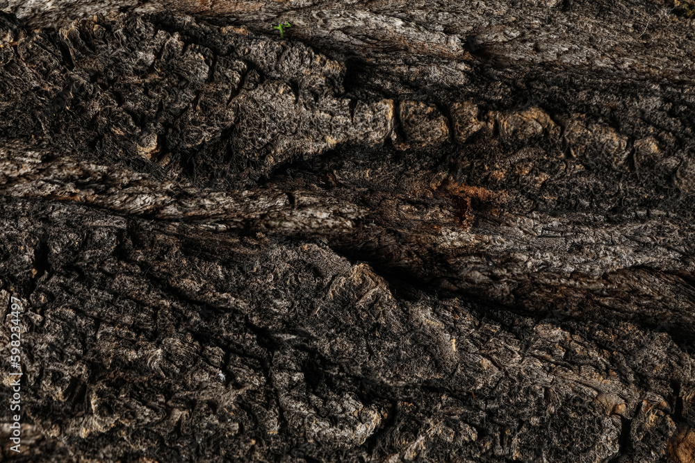 Wooden texture background, close up, concept of different backgrounds