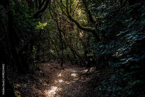 Fototapeta Naklejka Na Ścianę i Meble -  Step into a realm of natural wonder with a mystical experience as you traverse a sun-dappled footpath that weaves through the emerald embrace of Tenerife's captivating Anaga laurel forest hiking area.
