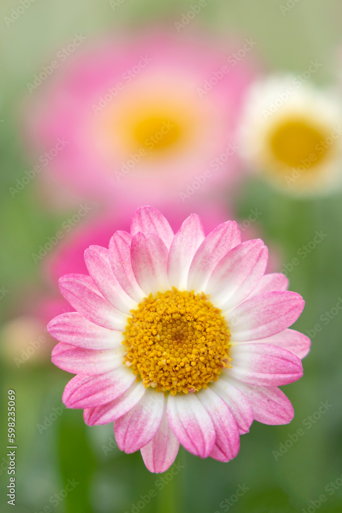Argyranthemum frutescens, also known as Paris daisy, marguerite or marguerite daisy blooming during spring Argyranthemum frutescens, also known as Paris daisy, marguerite or marguerite daisy blooming during spring